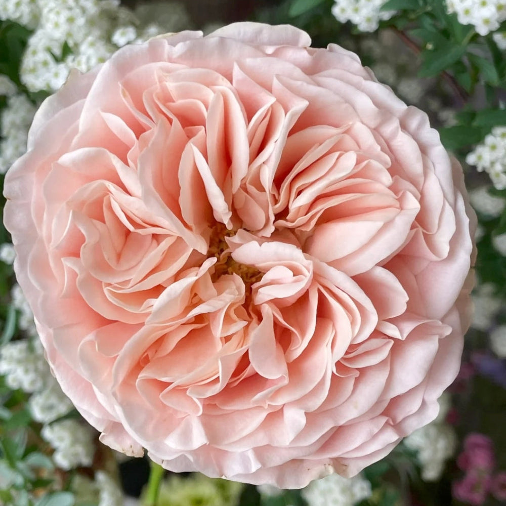 Summer Love Rose