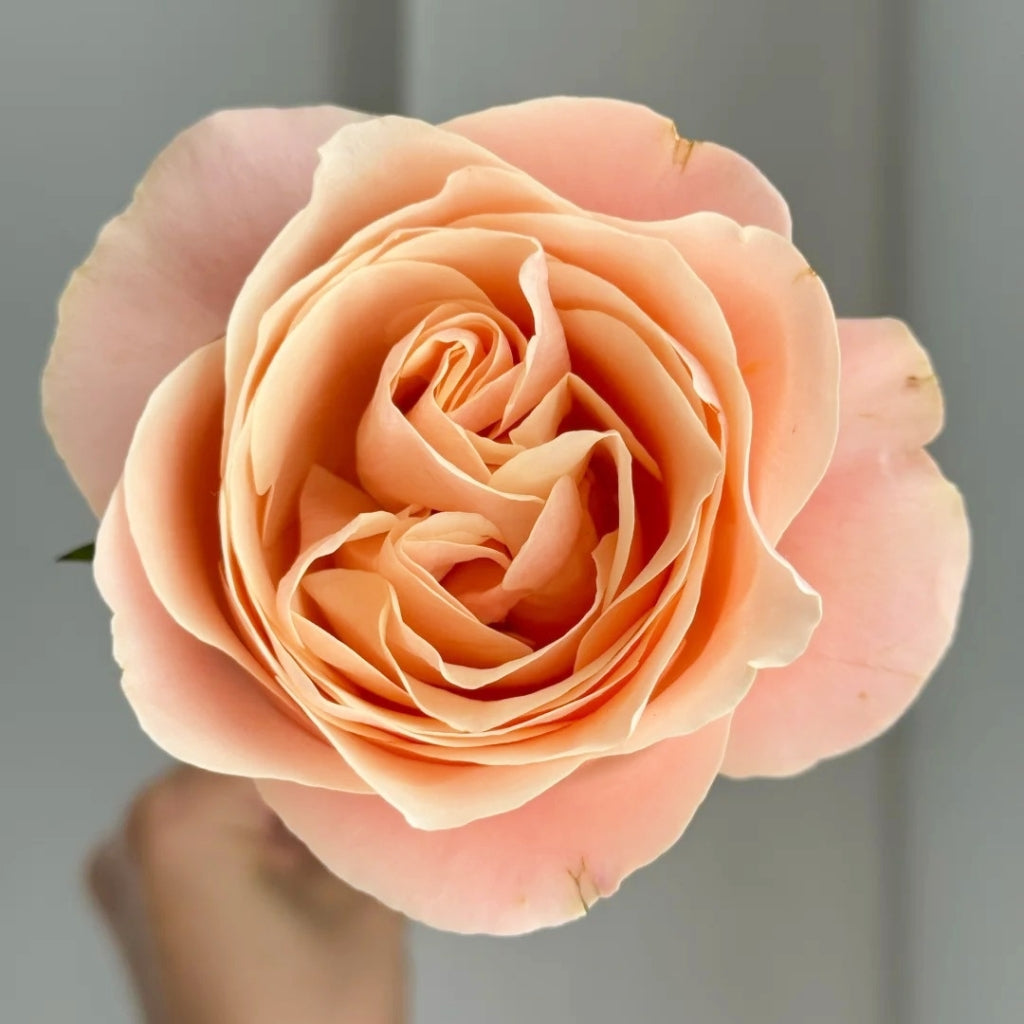 Summer Love Rose
