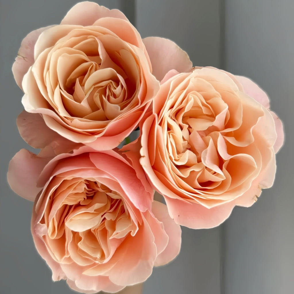 Summer Love Rose
