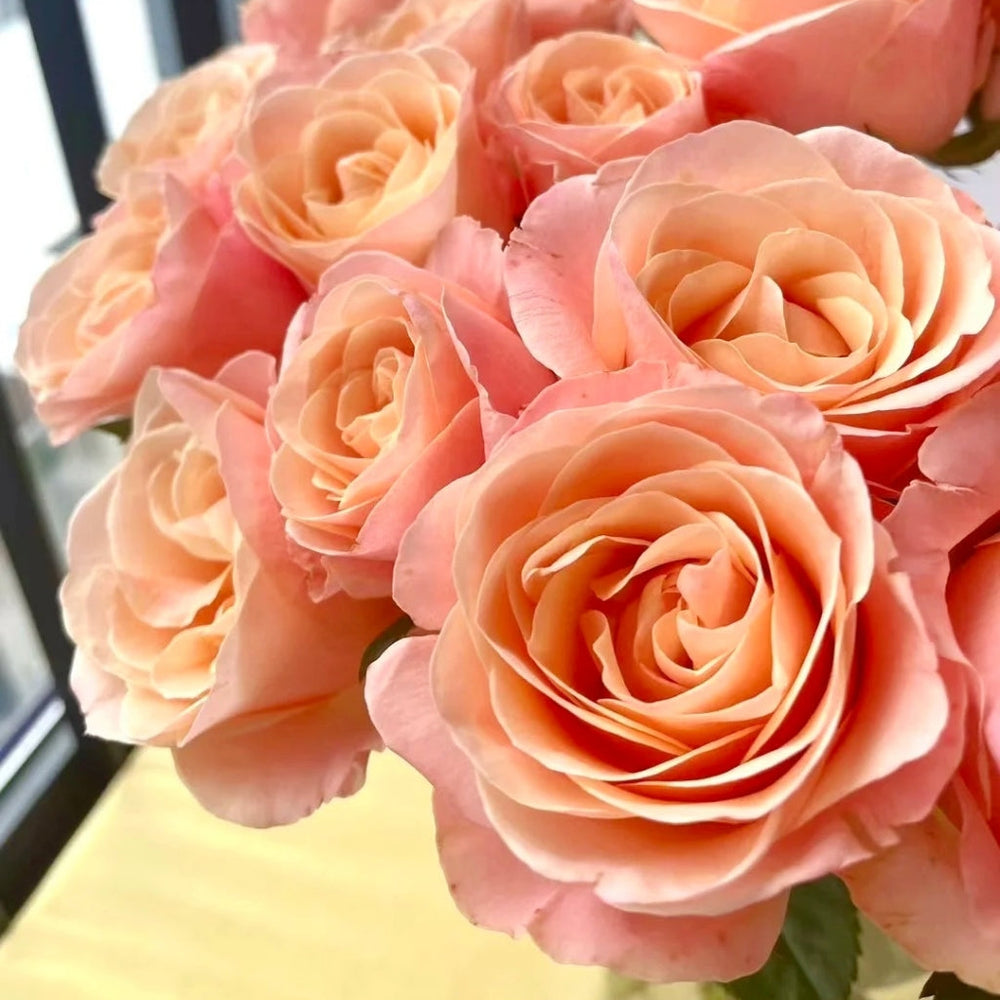Summer Love Rose