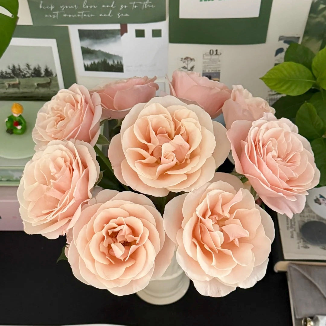 Summer Love Rose