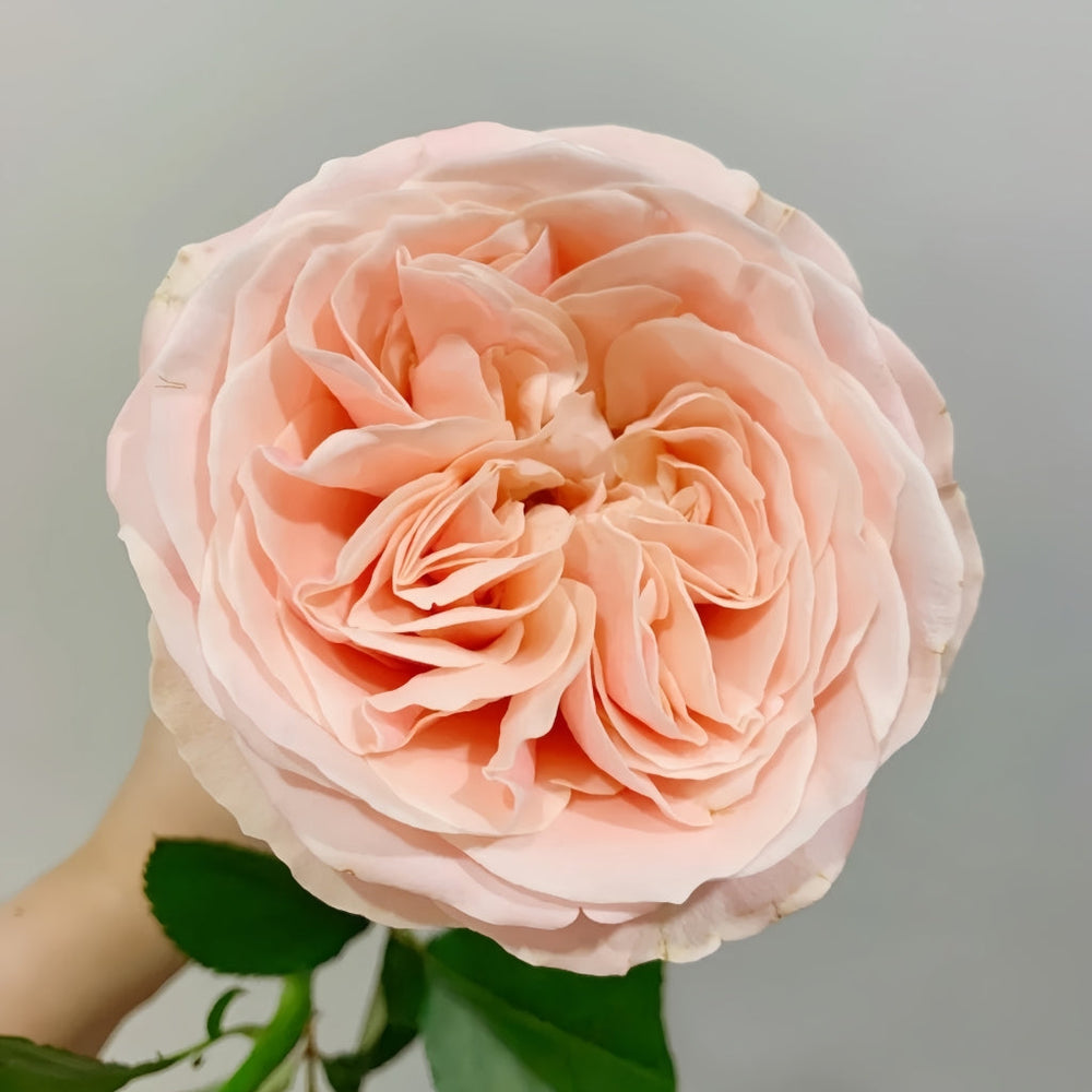 Summer Love Rose