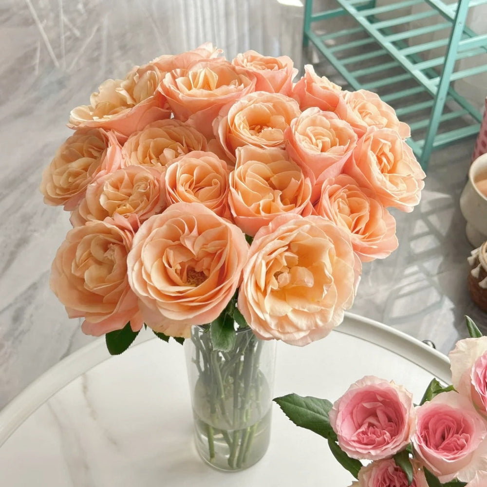 Summer Love Rose