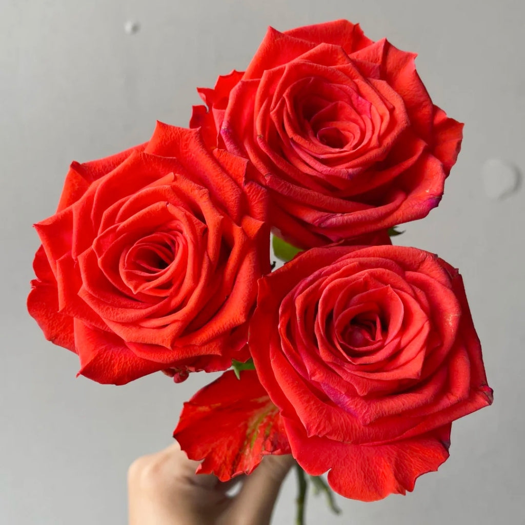 Sunset Glow Rose