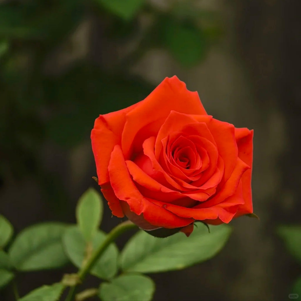 Sunset Glow Rose