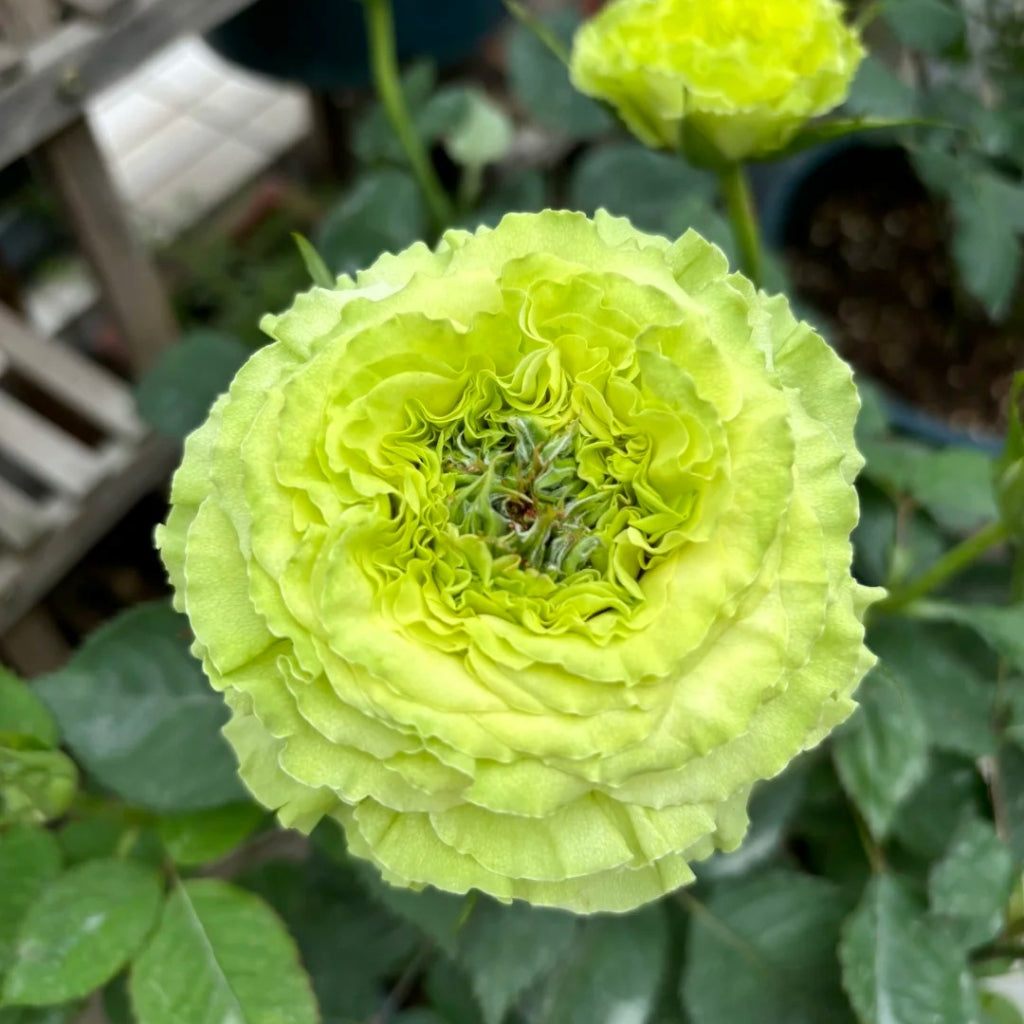 Super Green Rose