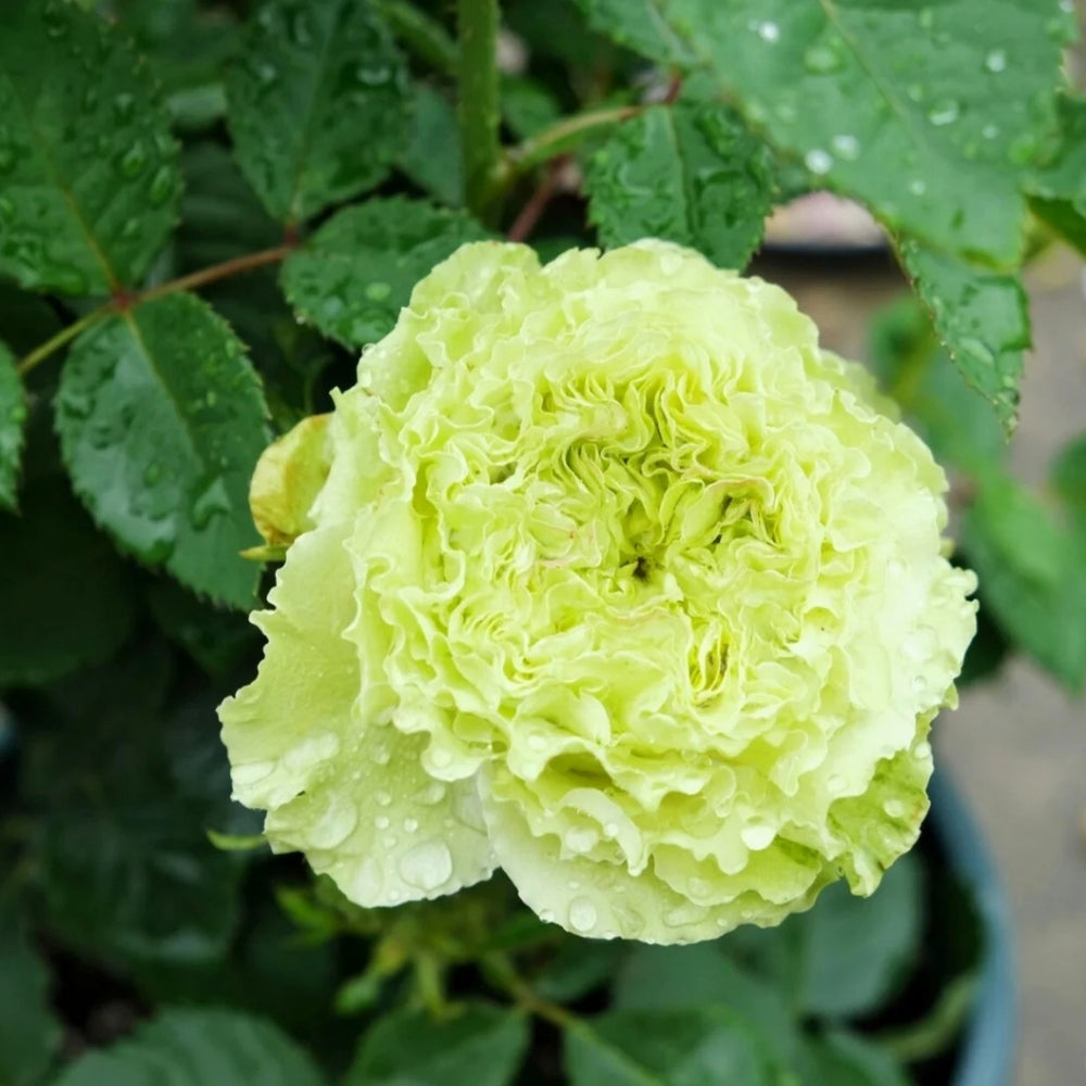 Super Green Rose