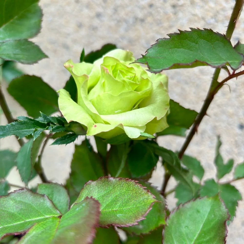 Super Green Rose