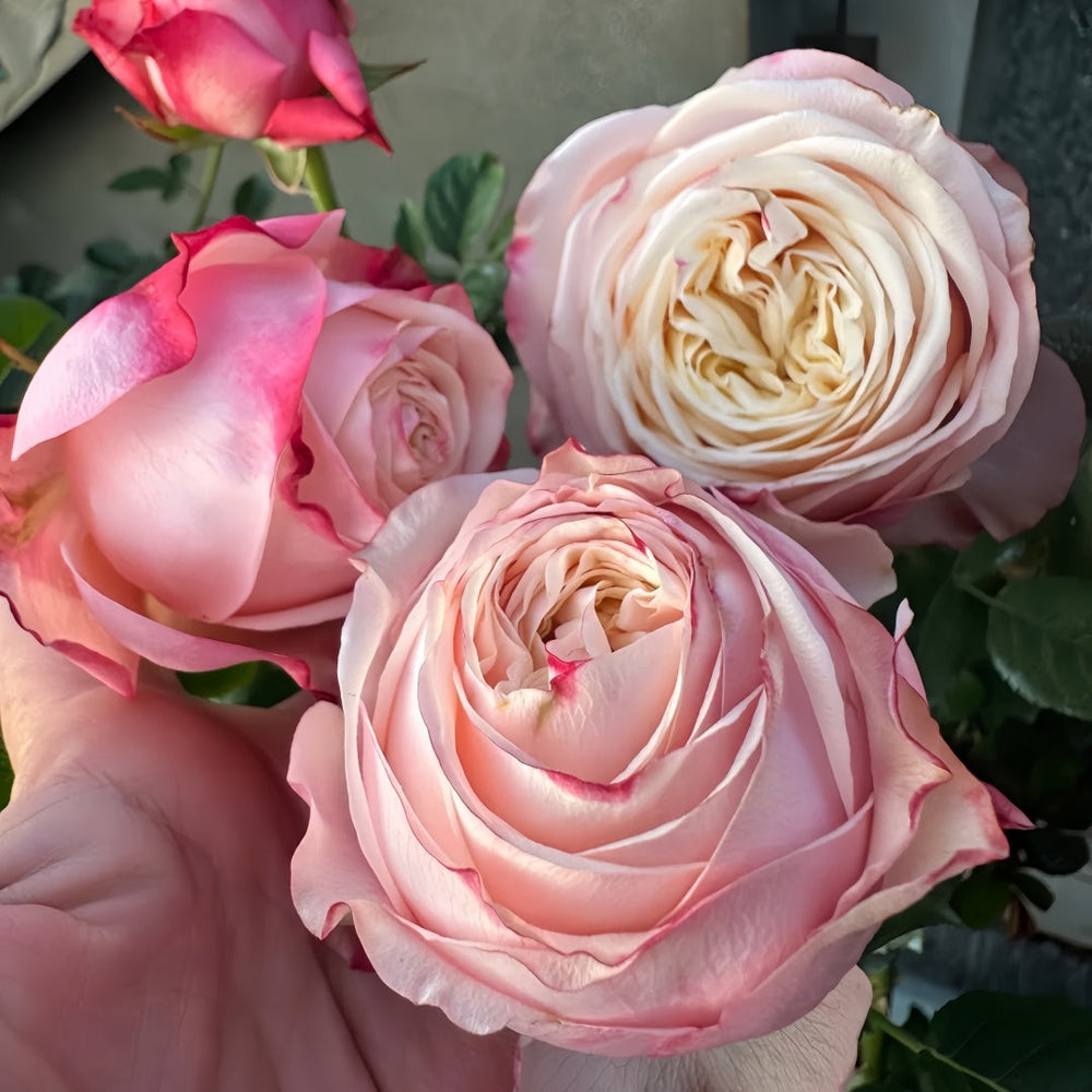 Suplesse Rose