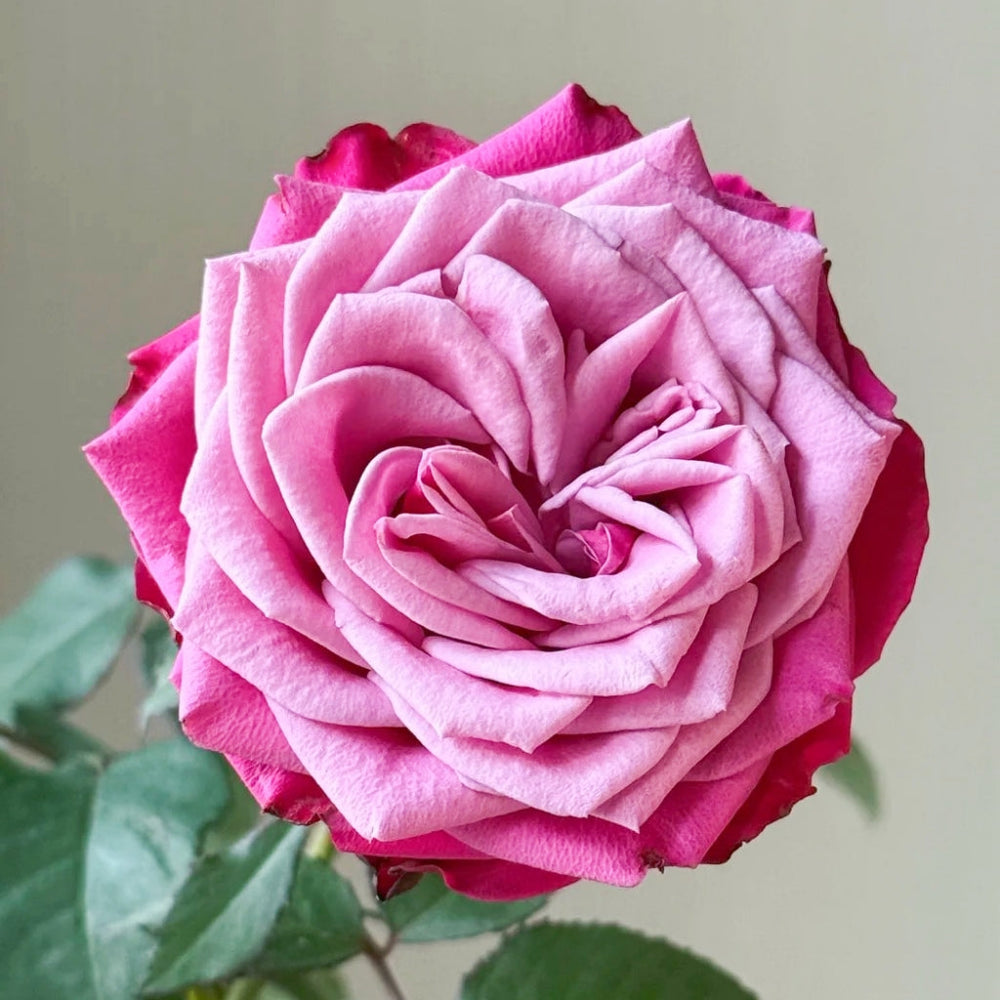 Susan Rose