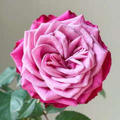 Susan Rose