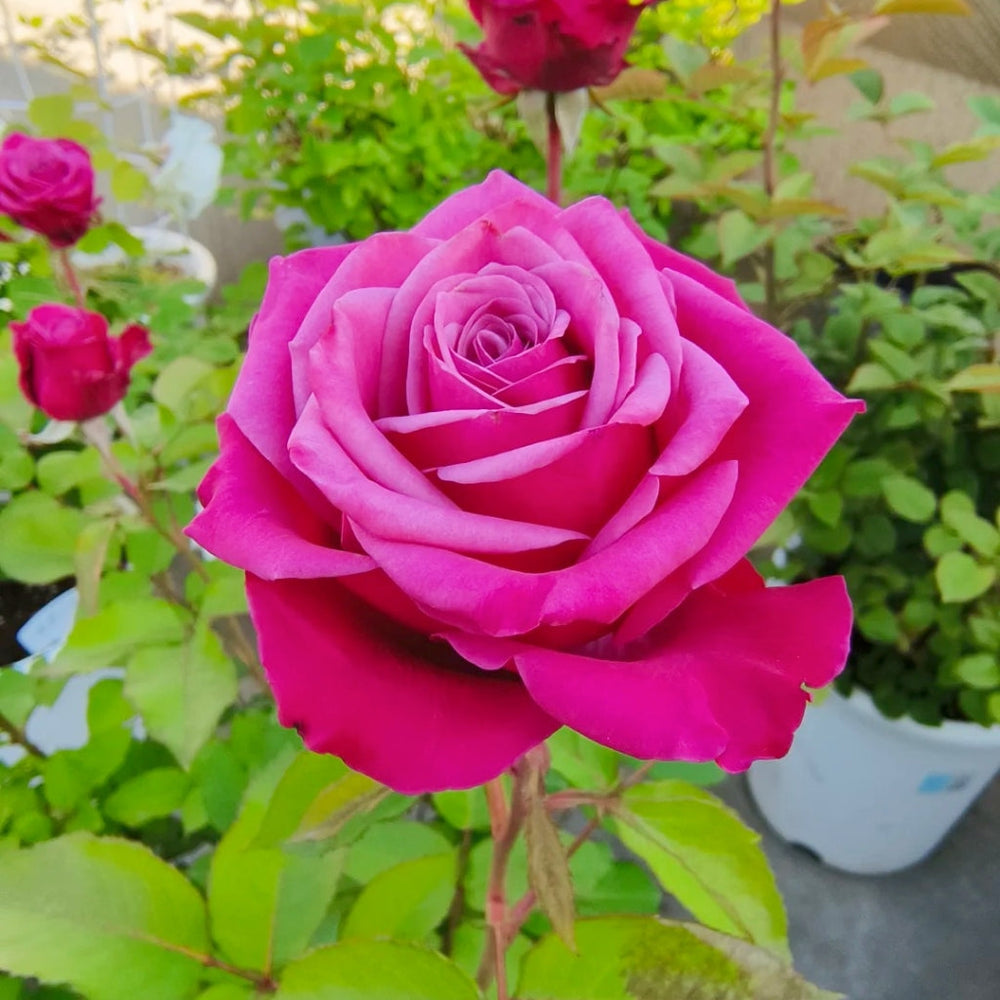 Susan Rose