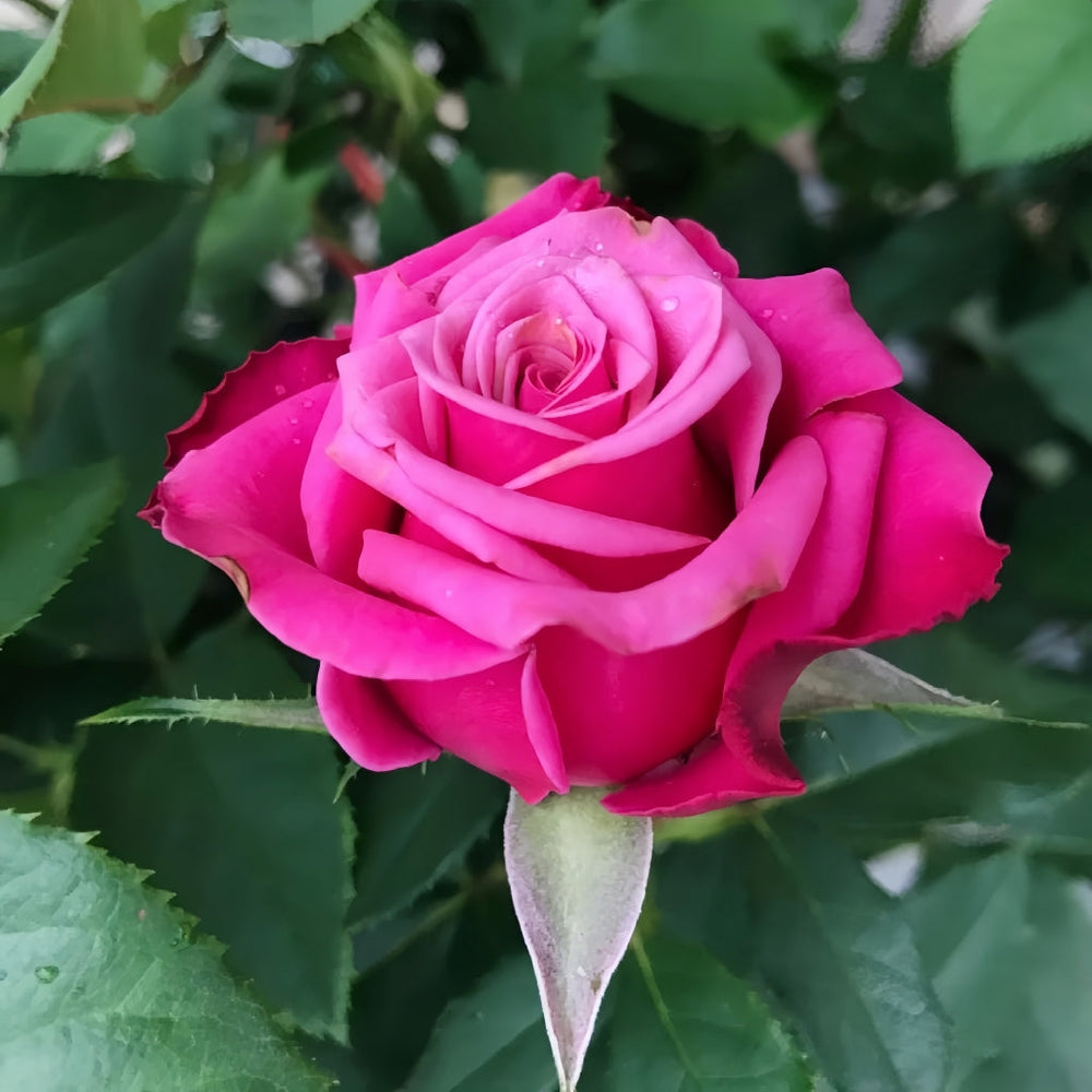 Susan Rose