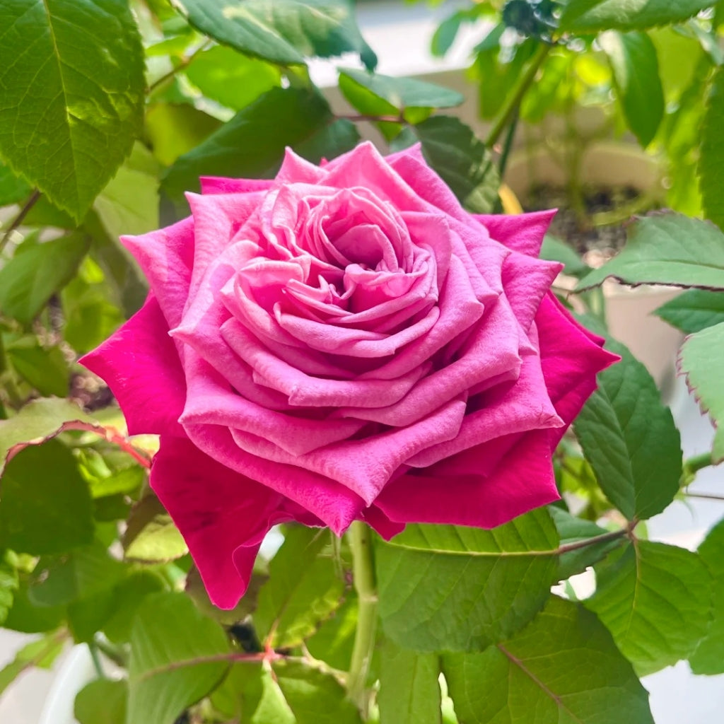 Susan Rose