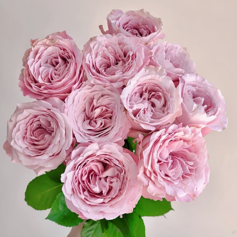 Sweet 4 Love Rose