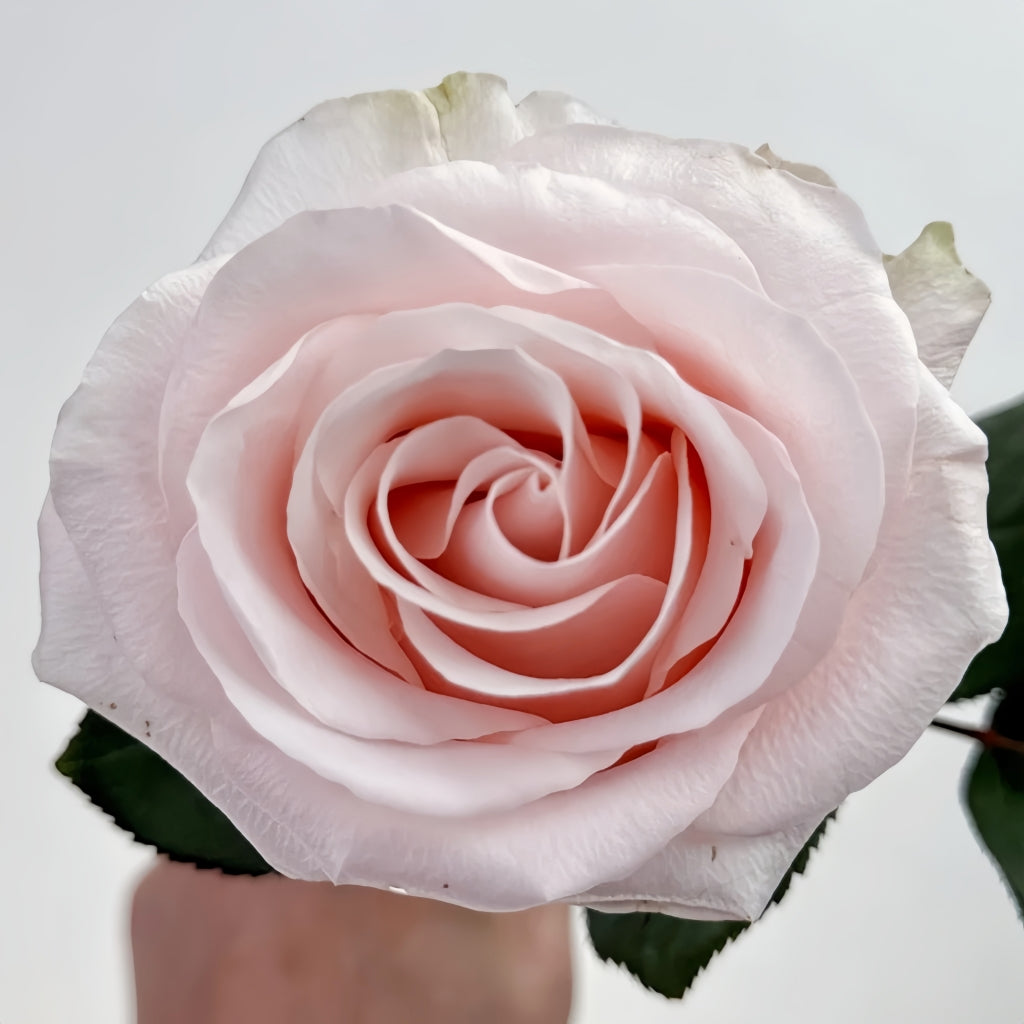 Sweet Beat Rose
