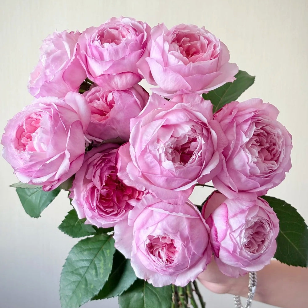 Sweet Cocotte Rose
