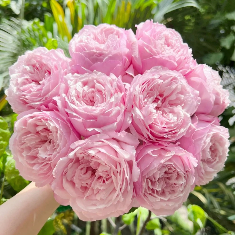 Sweet Cocotte Rose