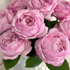 Sweet Cocotte Rose
