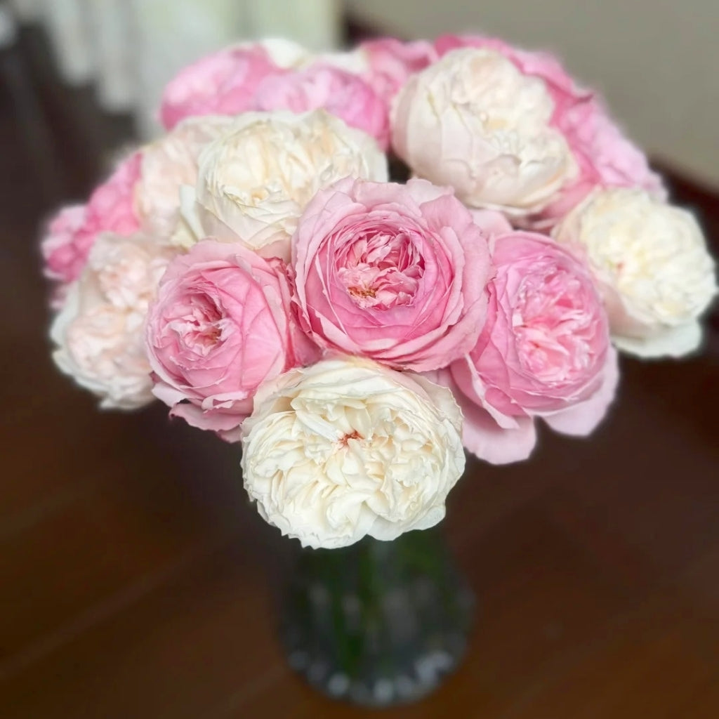 Sweet Cocotte Rose