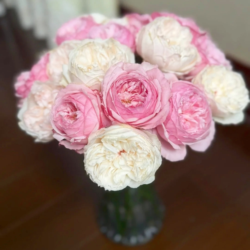 Sweet Cocotte Rose