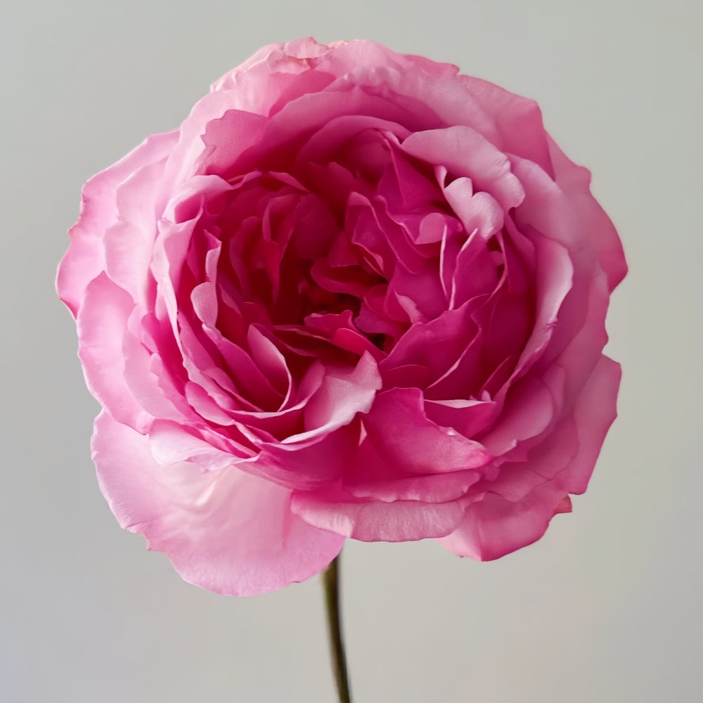 Sweet Cocotte Rose