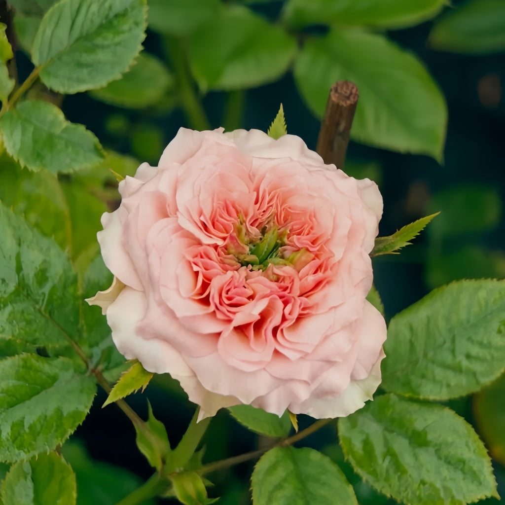 Sweet Eye Rose