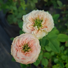 Sweet Eye Rose