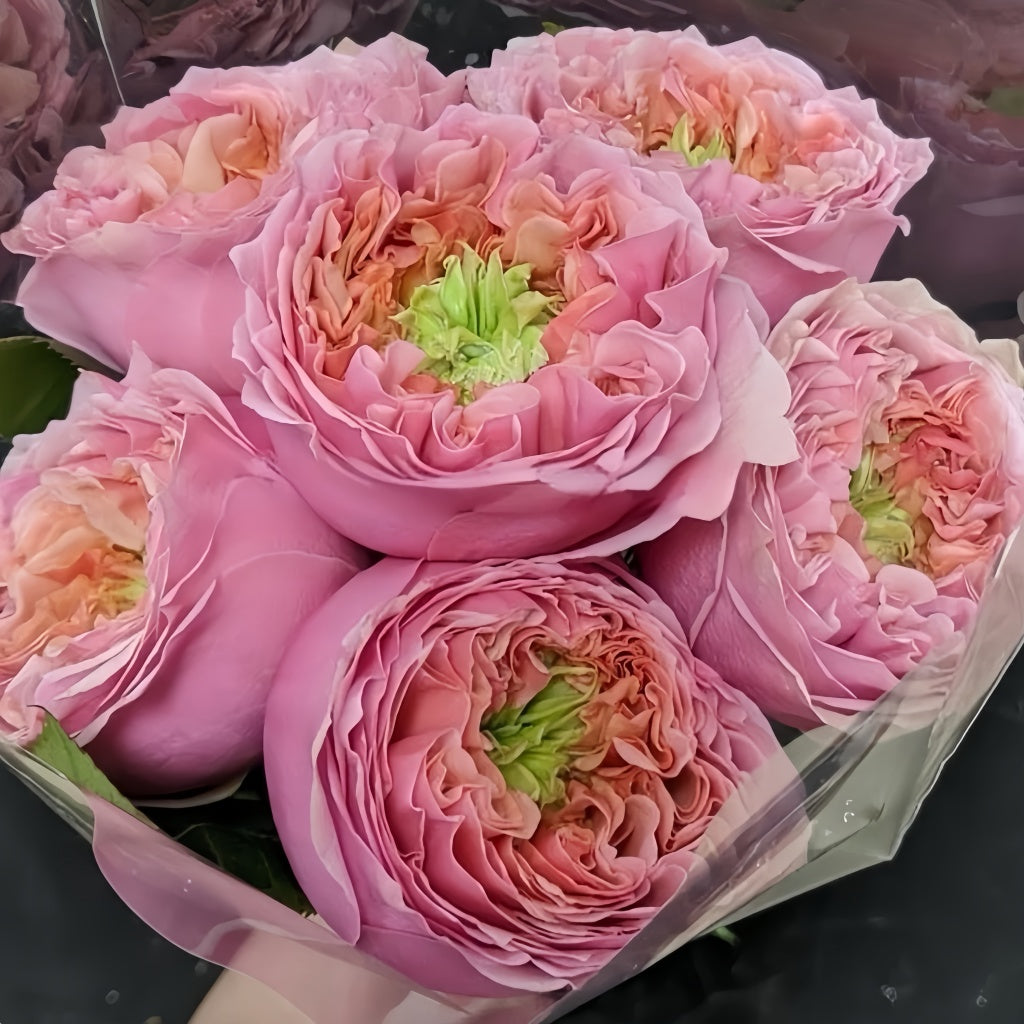Sweet Eye Rose