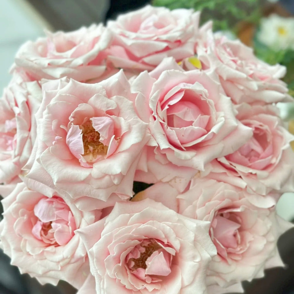 Sweet Lady Rose