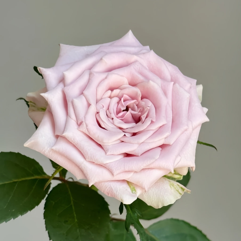 Sweet Menta Rose