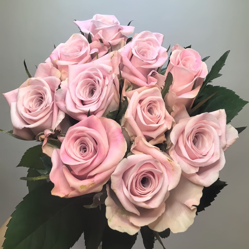 Sweet Menta Rose