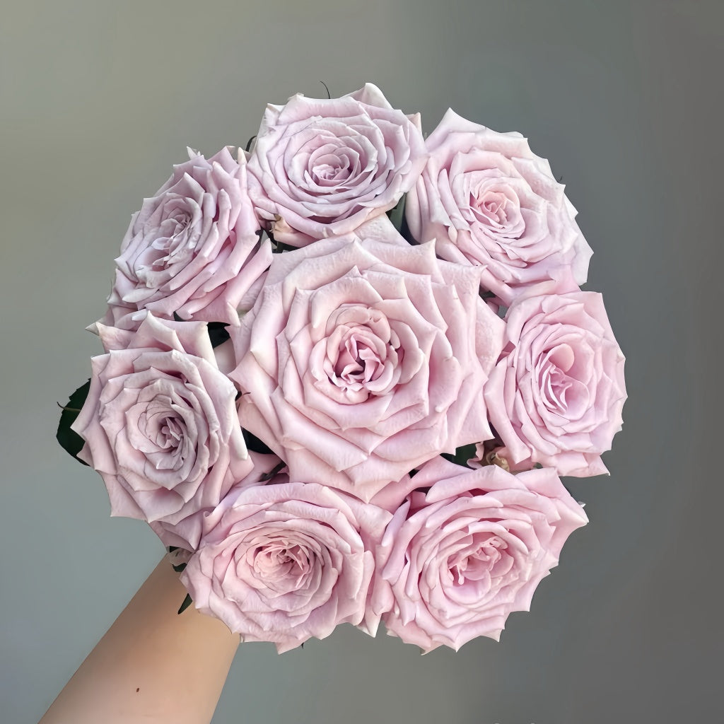 Sweet Menta Rose