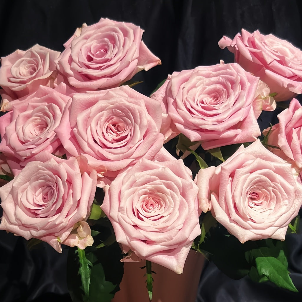 Sweet Menta Rose