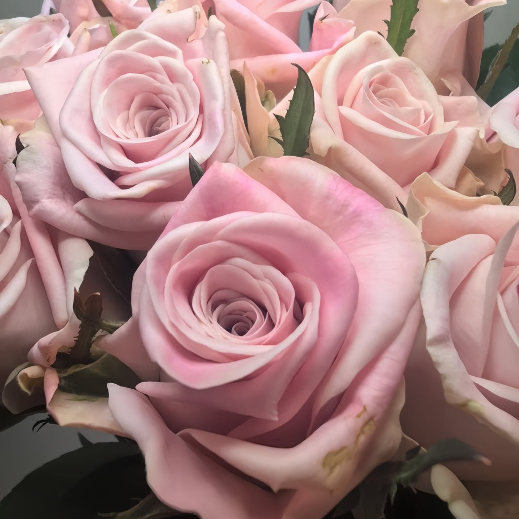 Sweet Menta Rose