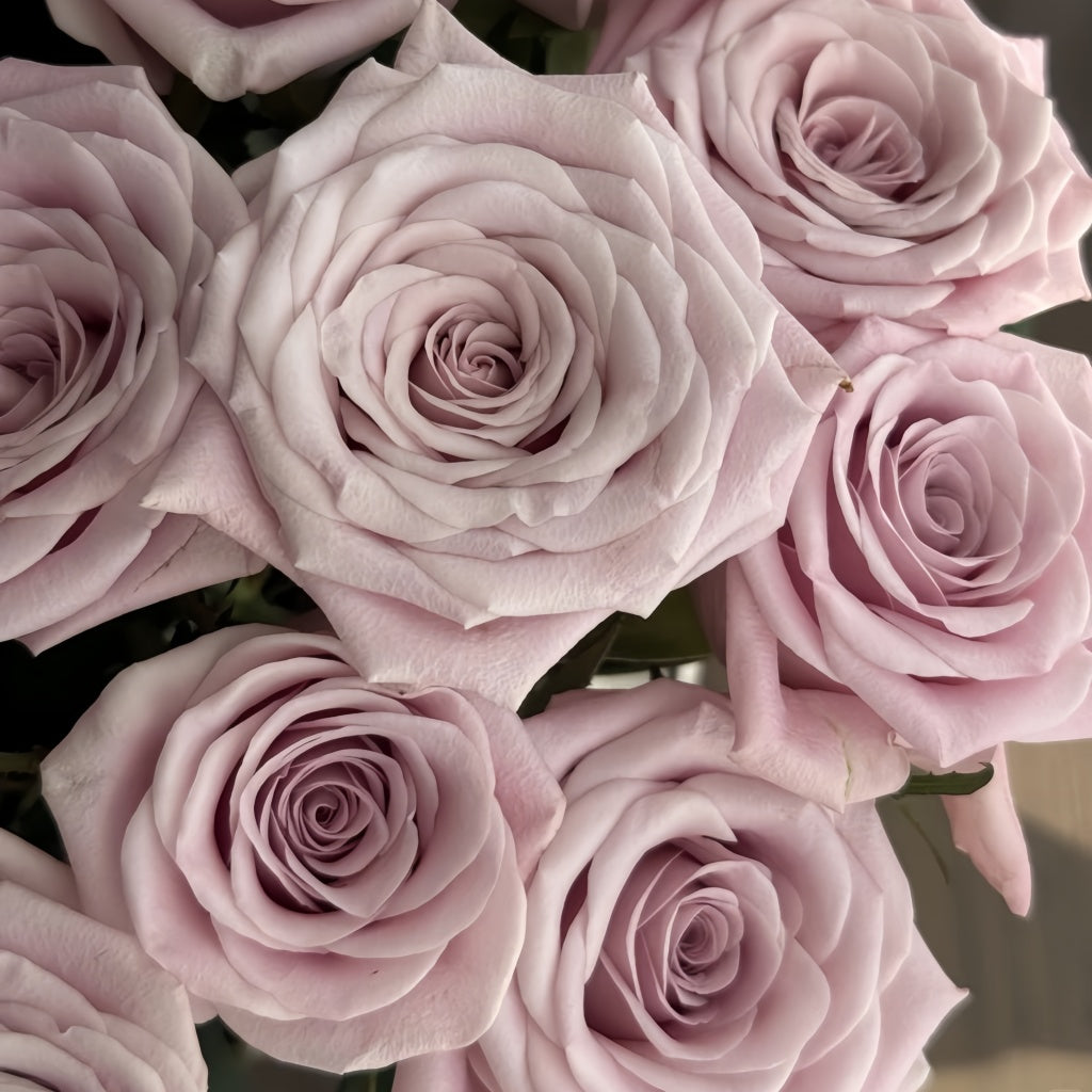 Sweet Menta Rose
