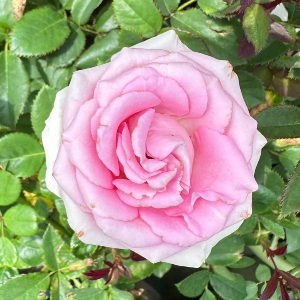 Sweet Revival Rose