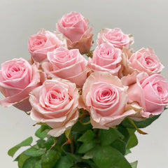 Sweet Revival Rose