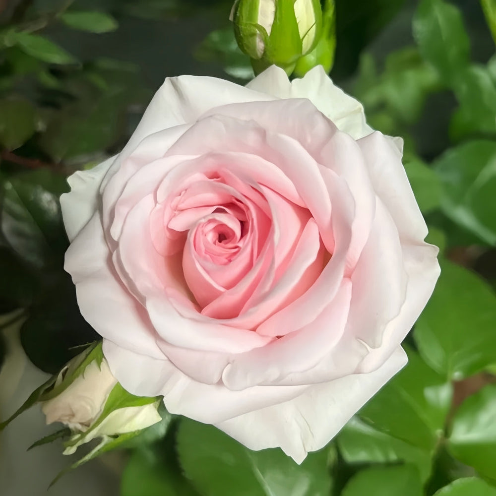 Sweet Revival Rose