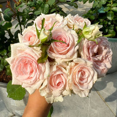 Sweet Revival Rose