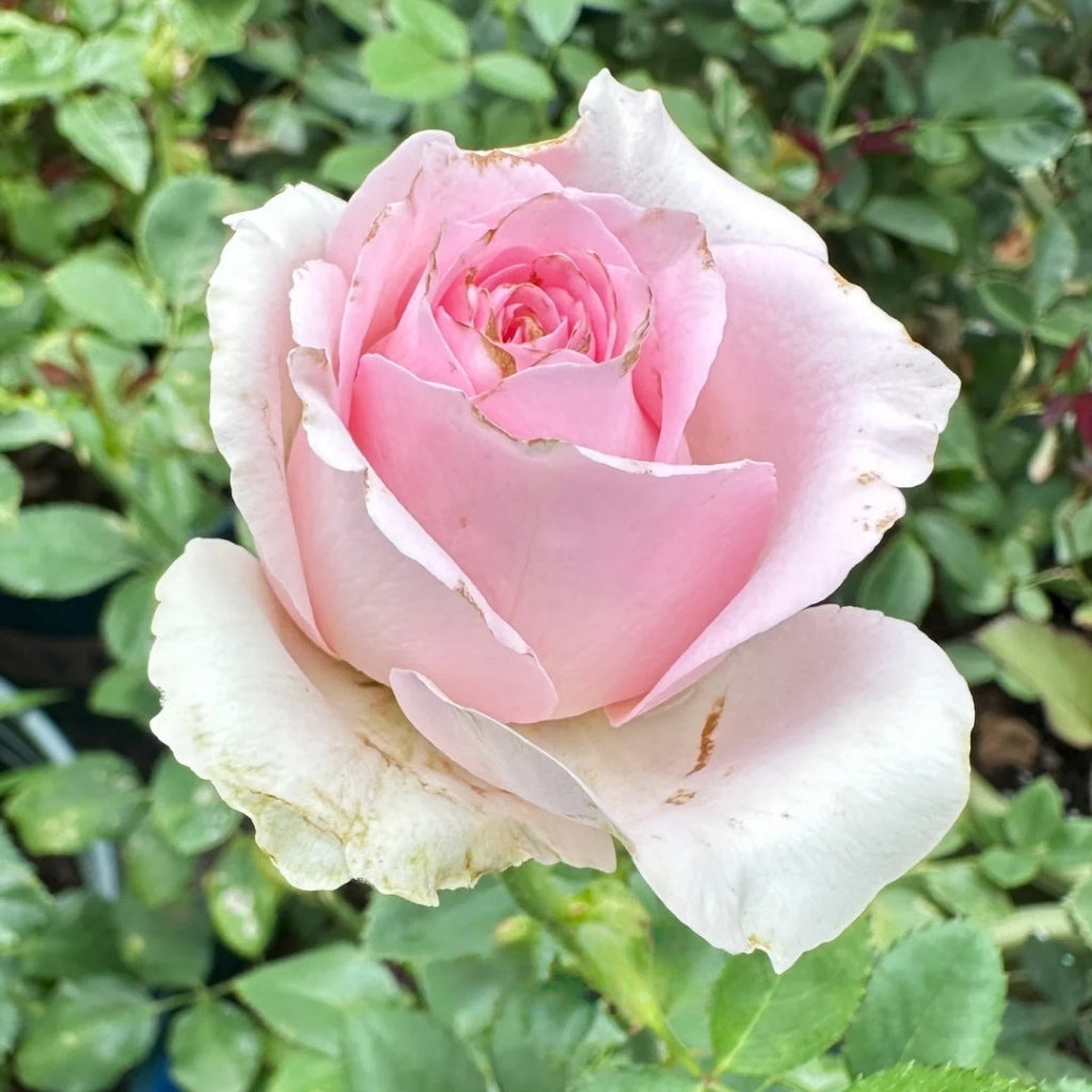 Sweet Revival Rose