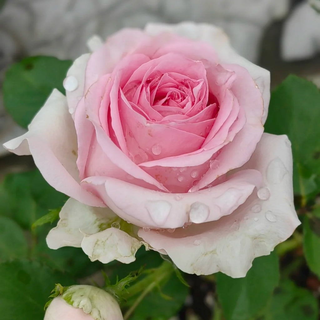 Sweet Revival Rose