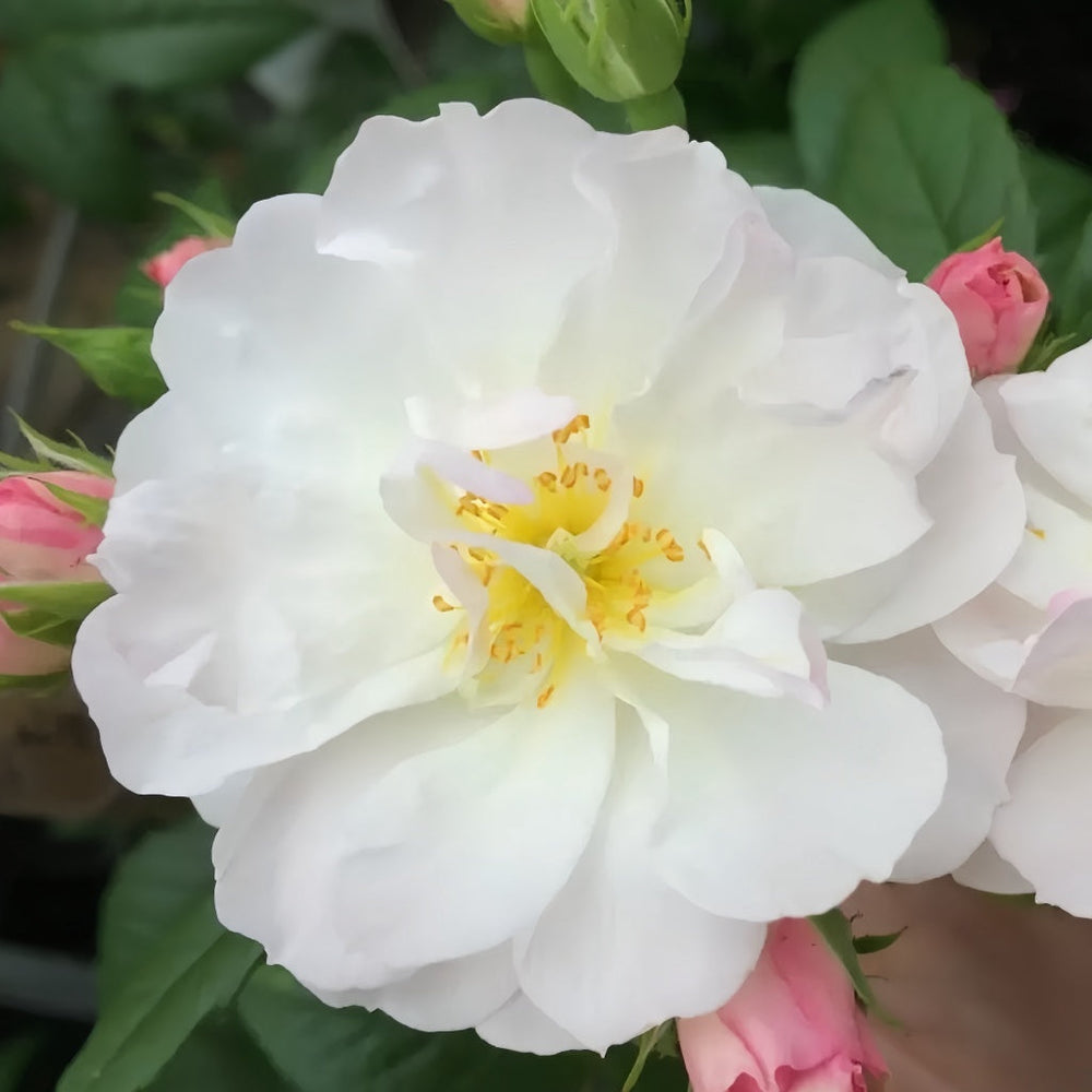 Sweet Siluetta Rose