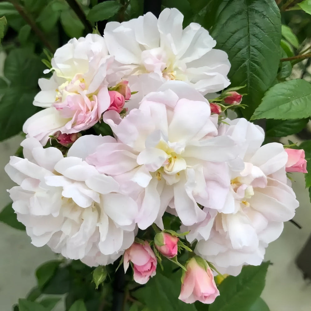 Sweet Siluetta Rose