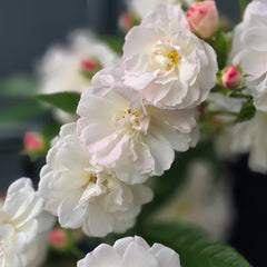 Sweet Siluetta Rose