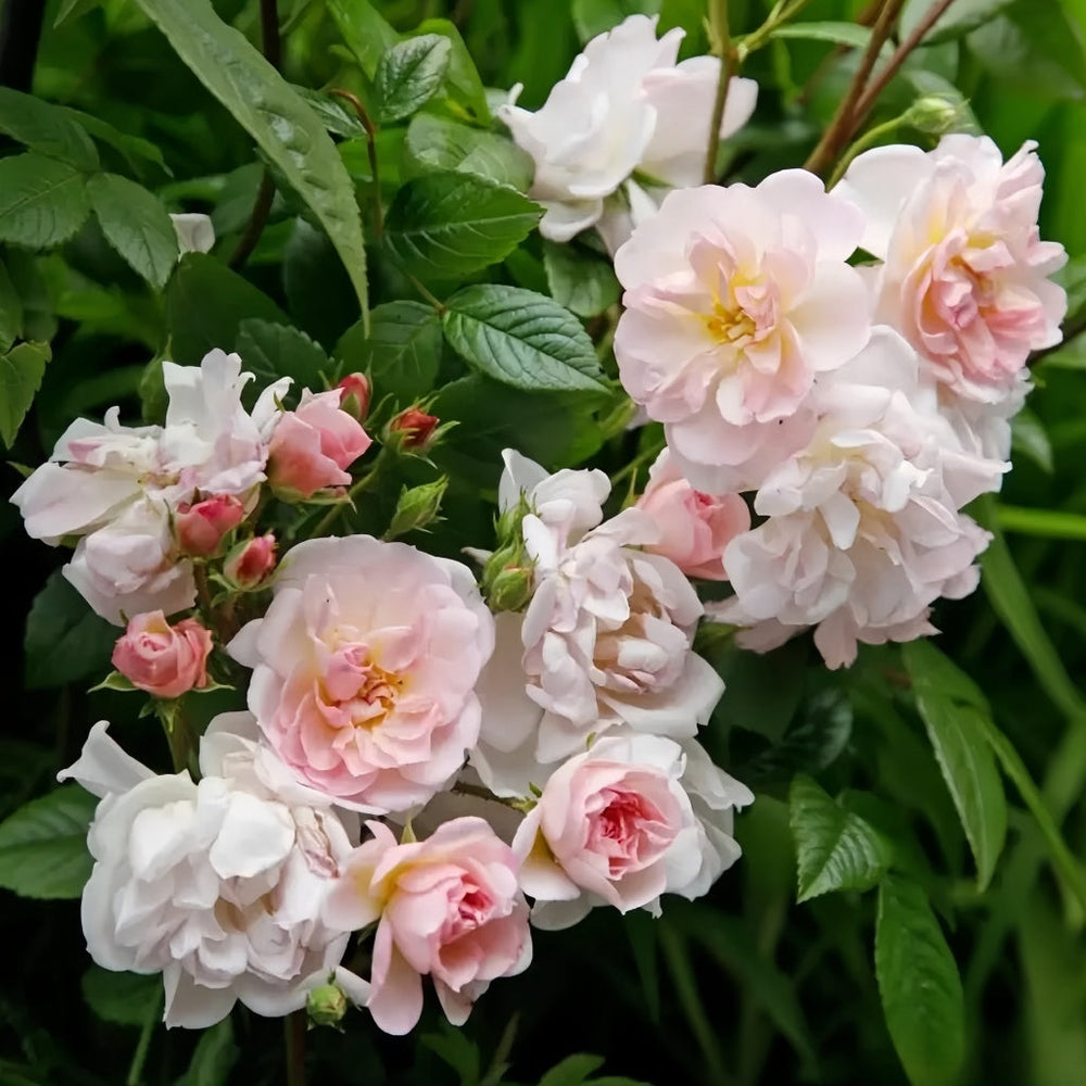 Sweet Siluetta Rose