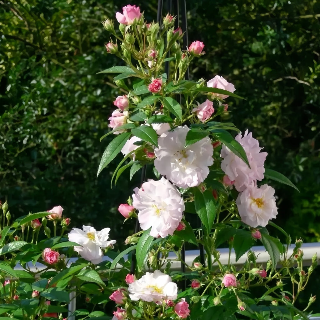 Sweet Siluetta Rose