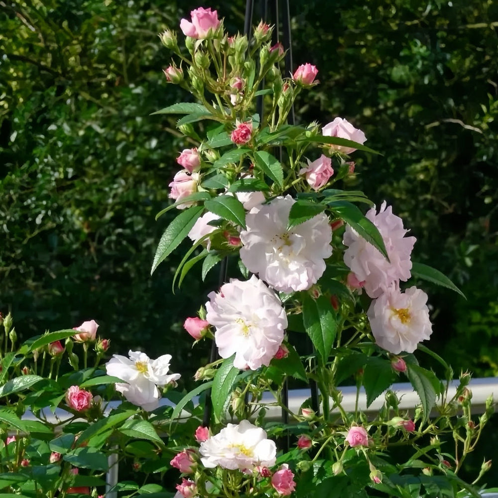 Sweet Siluetta Rose