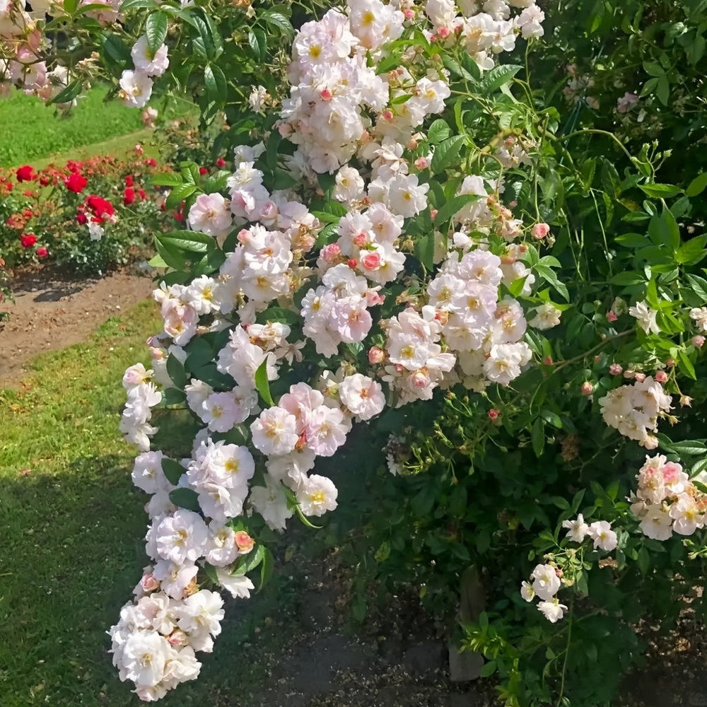 Sweet Siluetta Rose