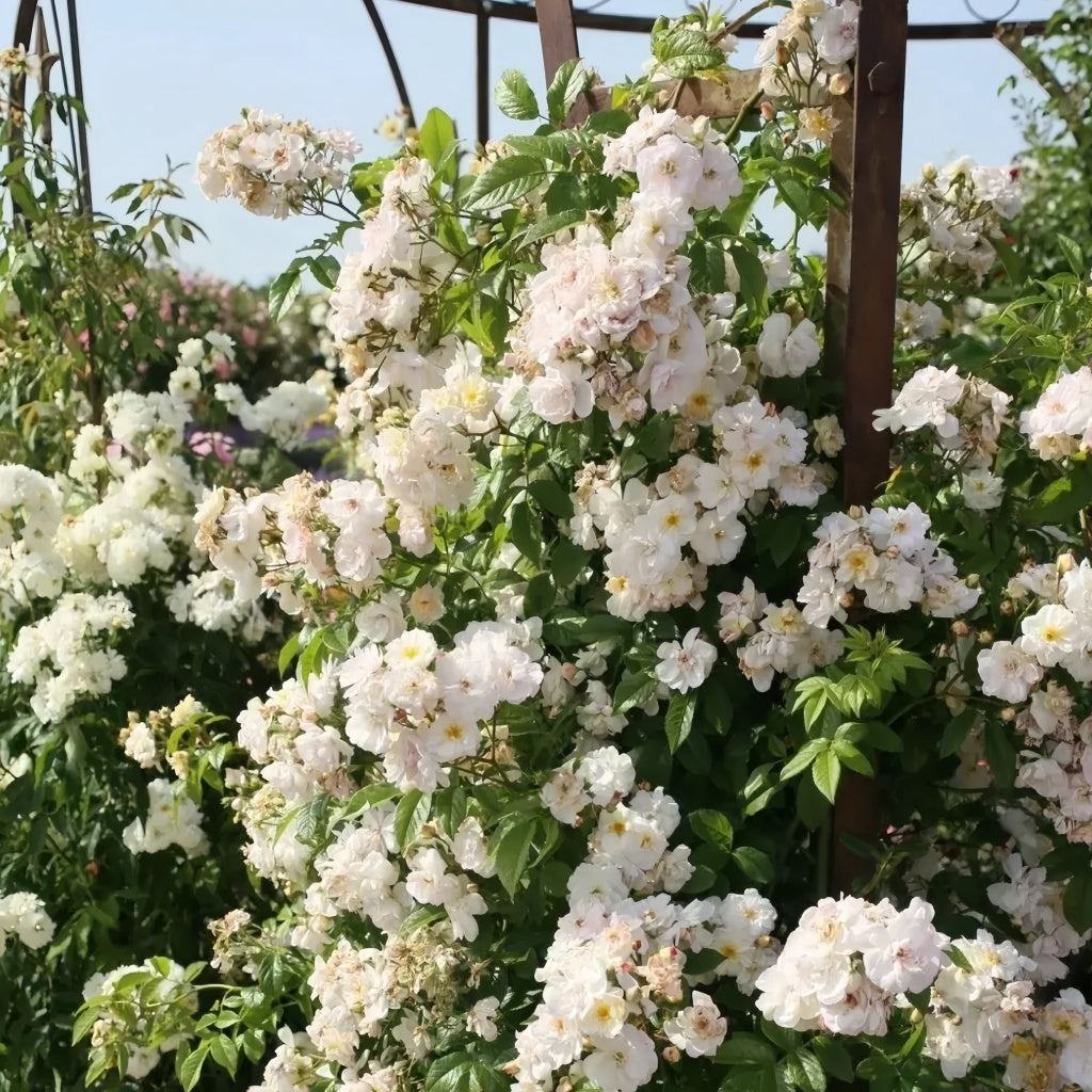 Sweet Siluetta Rose